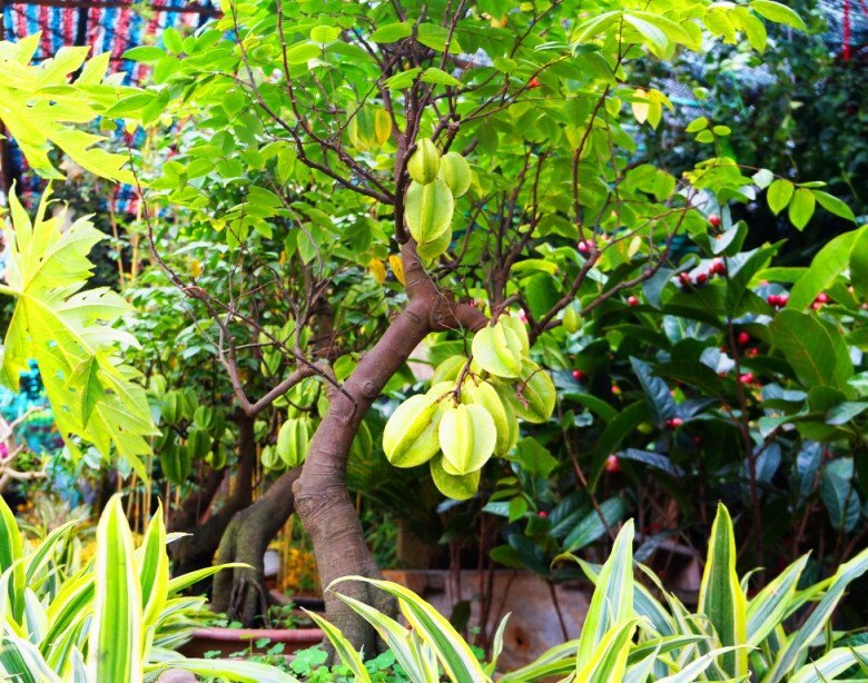 Lời khuy&ecirc;n đến tất cả c&aacute;c gia đ&igrave;nh đang trồng c&acirc;y khế- Ảnh 1.