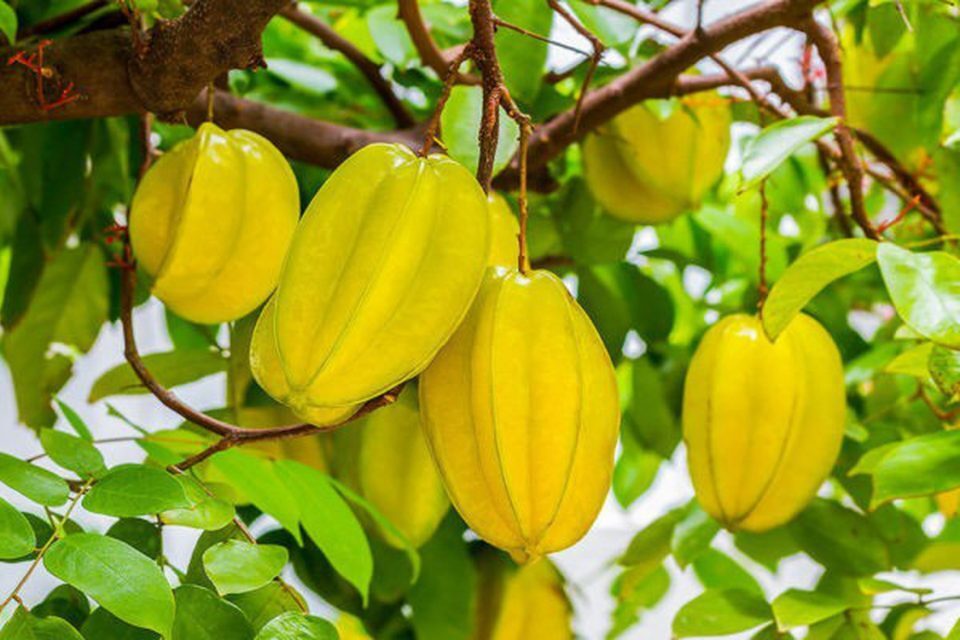 Lời khuy&ecirc;n đến tất cả c&aacute;c gia đ&igrave;nh đang trồng c&acirc;y khế- Ảnh 3.