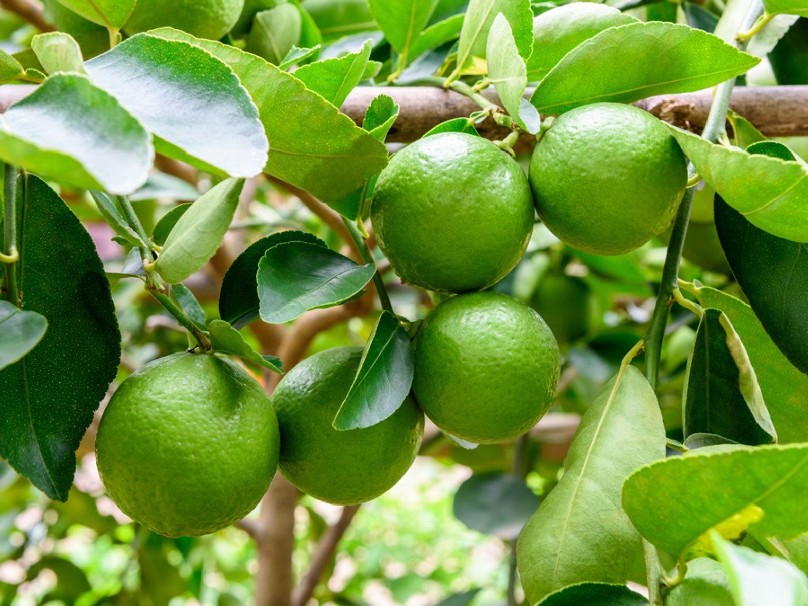 Lời khuy&ecirc;n đến tất cả c&aacute;c gia đ&igrave;nh đang trồng c&acirc;y chanh - Ảnh 1.