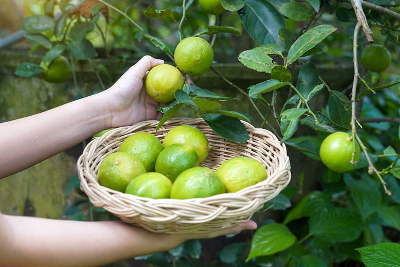 Lời khuy&ecirc;n đến tất cả c&aacute;c gia đ&igrave;nh đang trồng c&acirc;y chanh - Ảnh 2.