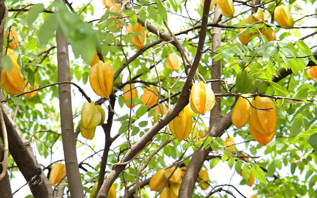 Lời khuy&ecirc;n đến tất cả c&aacute;c gia đ&igrave;nh đang trồng c&acirc;y khế- Ảnh 2.