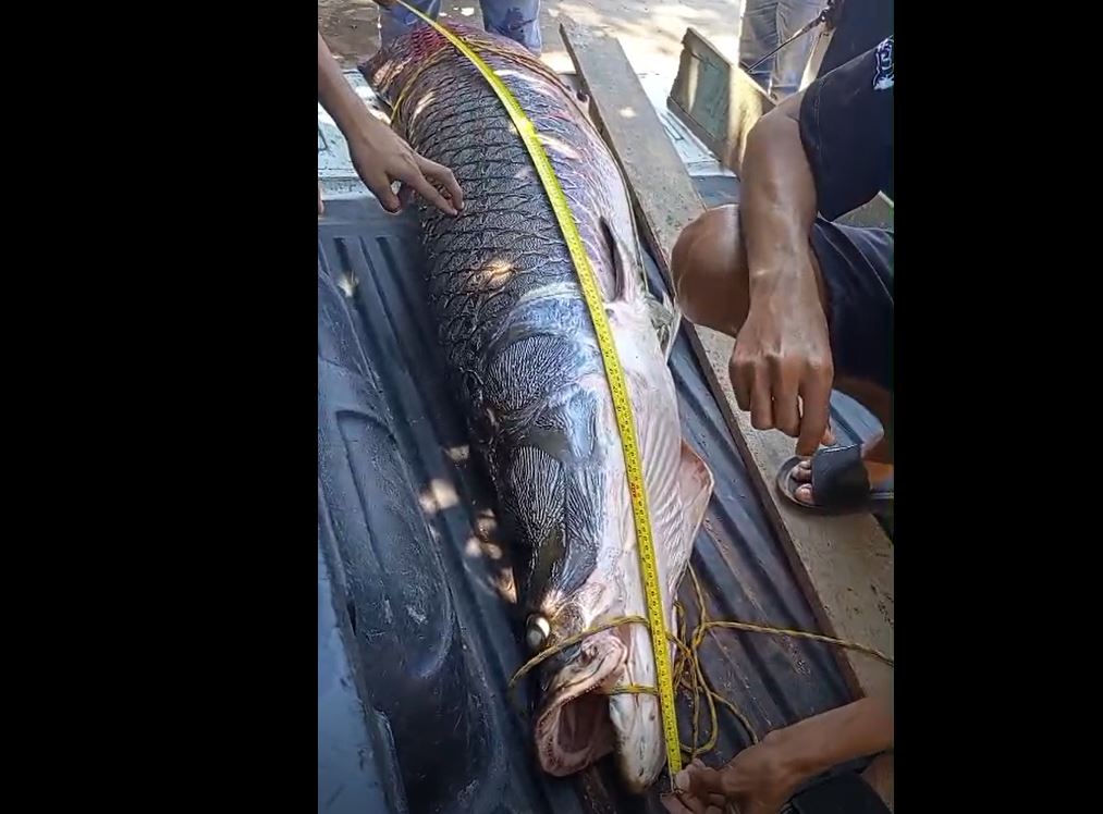 Ngư d&acirc;n bắt được con c&aacute; hải tượng long d&agrave;i 2,44 m&eacute;t, nặng 120kg tr&ecirc;n s&ocirc;ng - Ảnh 1.