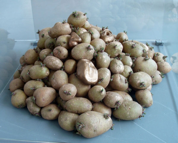 trien-lam-khoai-tay-co-the-nguoi