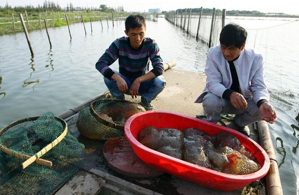 sinh-vat-ky-di-co-the-phan-than-thanh-nhieu-manh