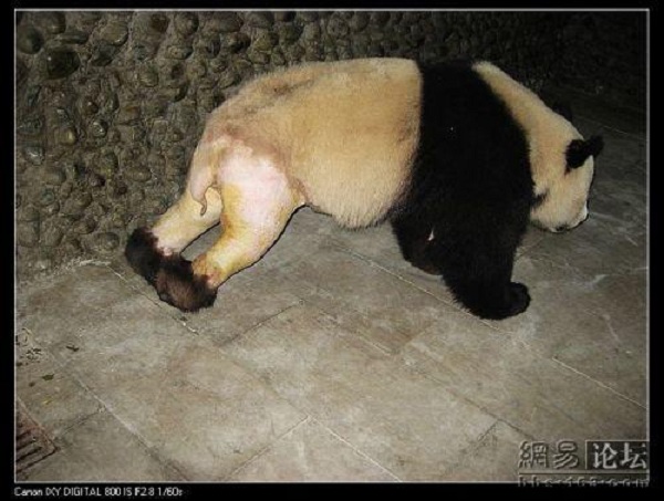 Trung Quốc: Chú gấu trúc nổi tiếng vì... "sexy"  4