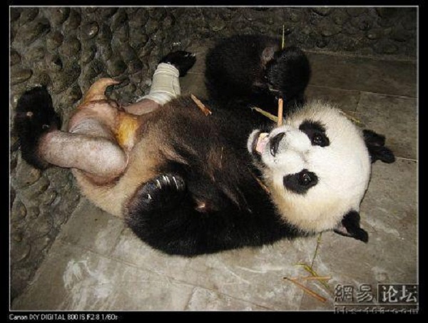 Trung Quốc: Chú gấu trúc nổi tiếng vì... "sexy"  6