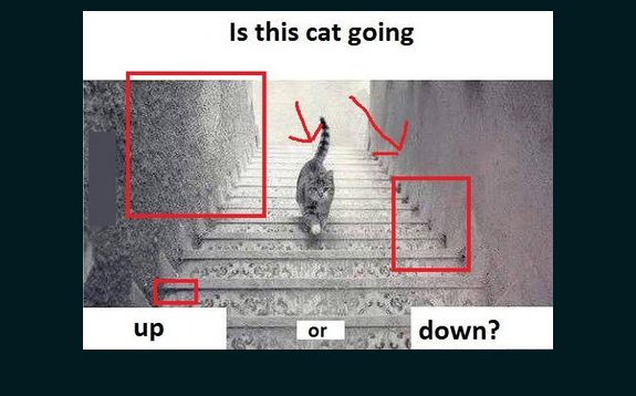 Chú mèo đi lên hay đi xuống? Một câu hỏi khó khăn nhưng luôn gây tranh cãi. Cùng tham gia thảo luận về bức ảnh này để tìm câu trả lời chính xác nhất!
