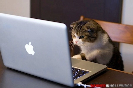 Hình nền Nền Máy Tính Mèo đơn Giản, Con Mèo, Hình Bóng, Hoạt Hình  Background Vector để tải xuống miễn phí - Pngtree