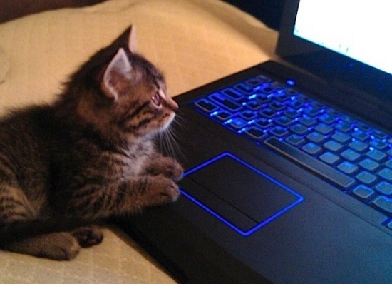Máy tính, con mèo: Nếu bạn yêu thích cả máy tính và con mèo, hãy xem hình ảnh này. Chú mèo đáng yêu của chúng ta đã trở thành một đối tượng hấp dẫn cho các nhà thiết kế máy tính!