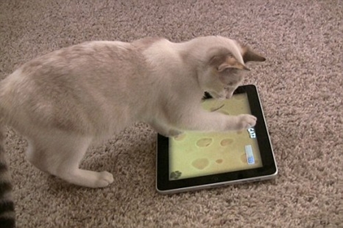 Loài mèo sung sướng với game trên iPad