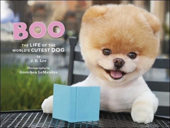 Gặp Boo - Chú cún siêu \