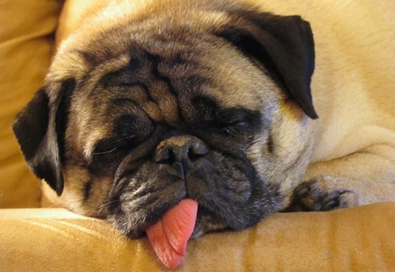 10 tấm ảnh cún cưng ngủ ngày hot nhất Facebook tuần qua 1