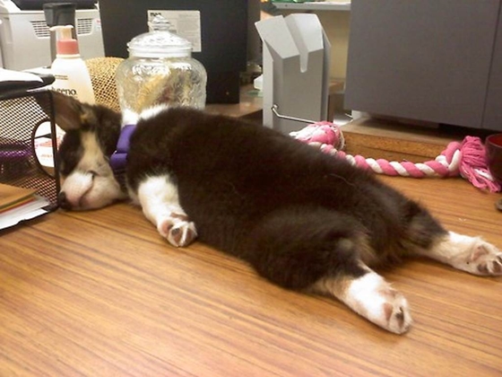 10 tấm ảnh cún cưng ngủ ngày hot nhất Facebook tuần qua 3
