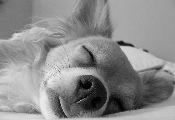 10 tấm ảnh cún cưng ngủ ngày hot nhất Facebook tuần qua 10