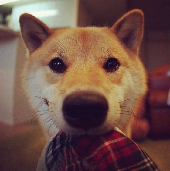 Maru Taro - Chàng cún "nổi" nhất mạng Instagram 1
