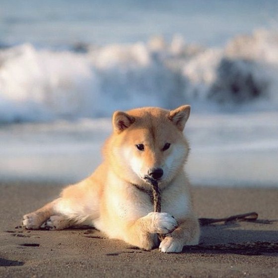 Maru Taro - Chàng cún "nổi" nhất mạng Instagram 2
