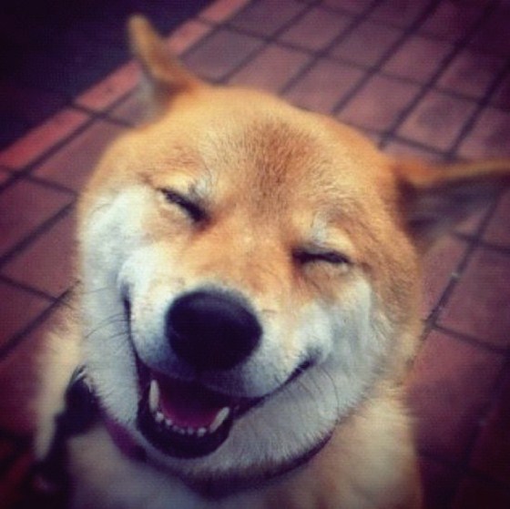 Maru Taro - Chàng cún "nổi" nhất mạng Instagram 3