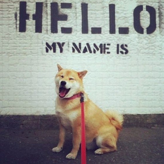 Maru Taro - Chàng cún "nổi" nhất mạng Instagram 4
