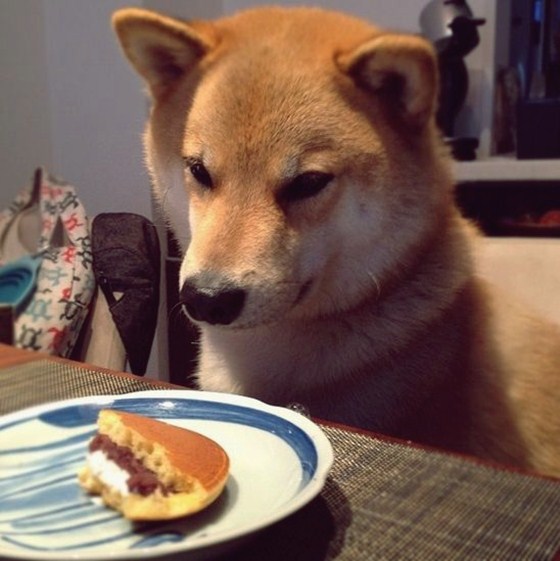 Maru Taro - Chàng cún "nổi" nhất mạng Instagram 5
