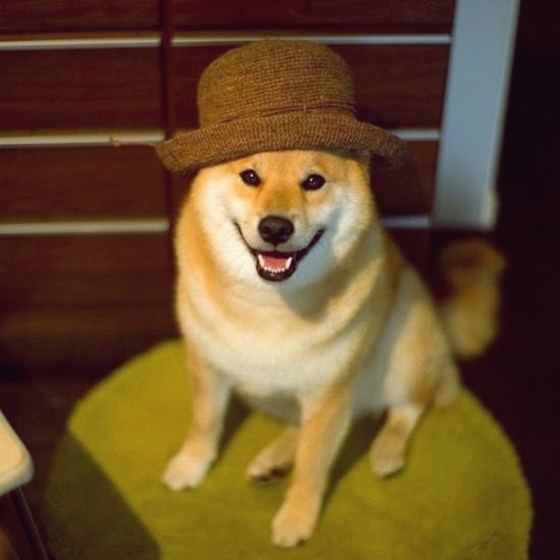 Maru Taro - Chàng cún "nổi" nhất mạng Instagram 6