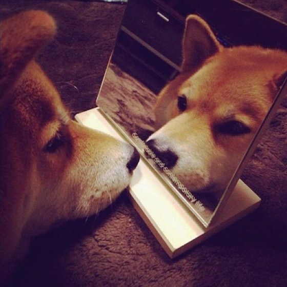 Maru Taro - Chàng cún "nổi" nhất mạng Instagram 7
