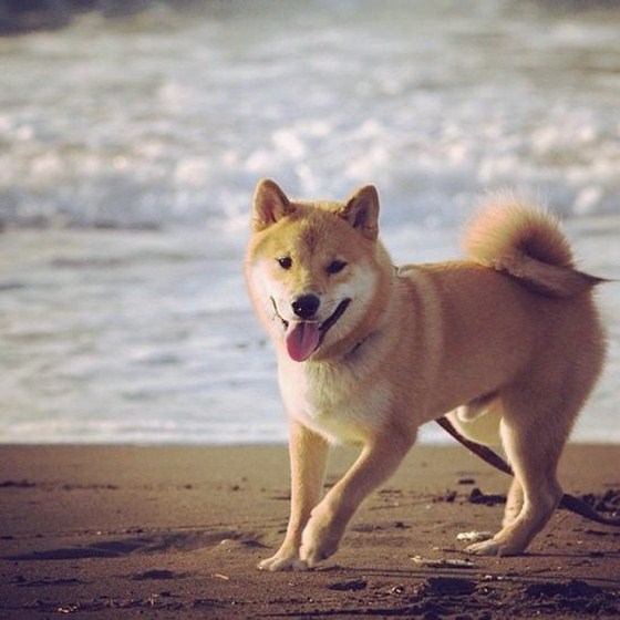 Maru Taro - Chàng cún "nổi" nhất mạng Instagram 8