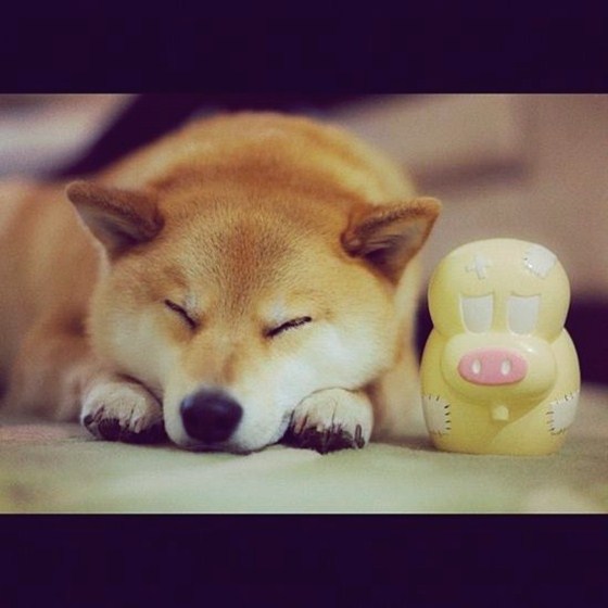 Maru Taro - Chàng cún "nổi" nhất mạng Instagram 9