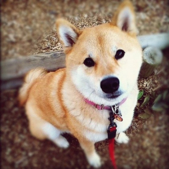 Maru Taro - Chàng cún "nổi" nhất mạng Instagram 10