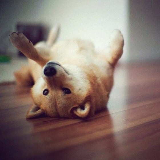 Maru Taro - Chàng cún "nổi" nhất mạng Instagram 11