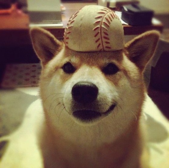 Maru Taro - Chàng cún "nổi" nhất mạng Instagram 12
