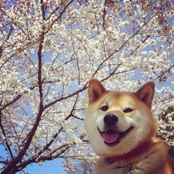 Maru Taro - Chàng cún "nổi" nhất mạng Instagram 13