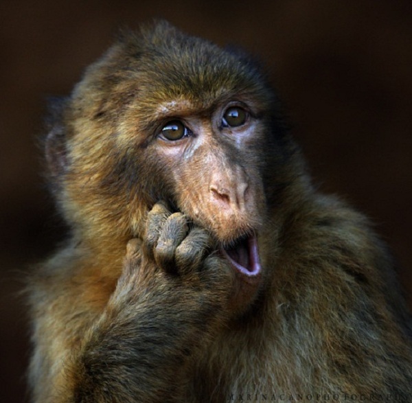 Hãy xem hình ảnh con khỉ chu mỏ dễ thương đáng yêu này để thưởng thức niềm vui của những động vật cư xử khác biệt.