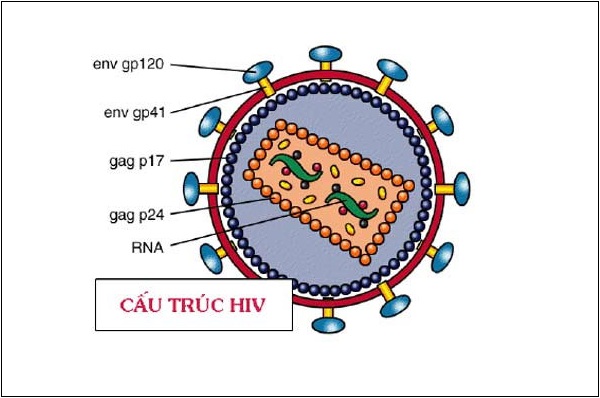 cay-cua-phat-to-van-song-sau-2500-nam