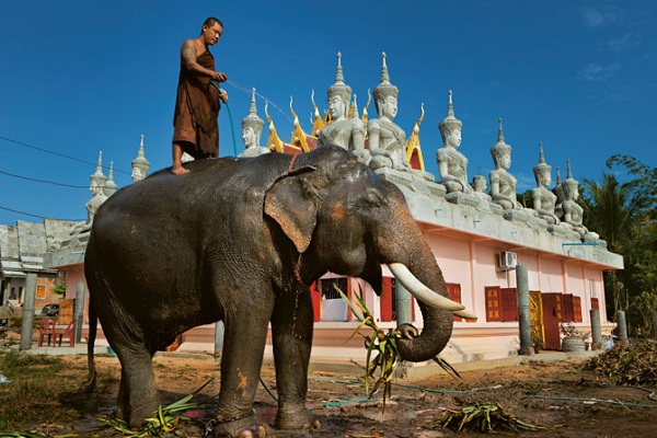 thuc-trang-voi-bi-giet-tham-khoc-de-lay-nga