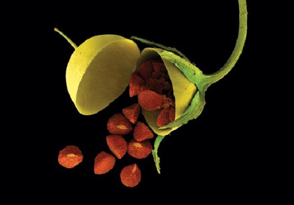 goc-nhin-ky-dieu-ve-nhung-loai-qua-la