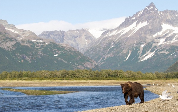 Những loài vật siêu cute ở công viên vùng Alaska