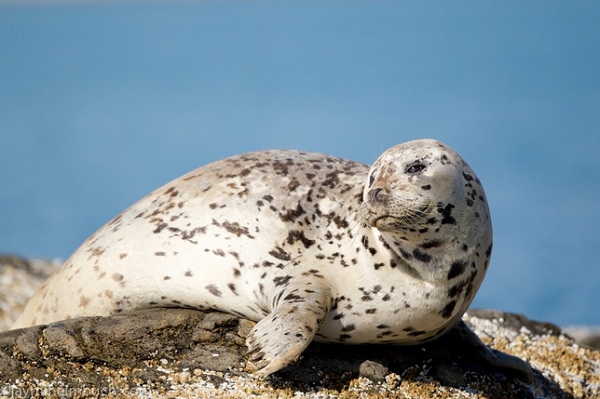 Những loài vật siêu cute ở công viên vùng Alaska