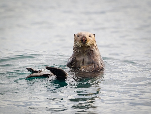 Những loài vật siêu cute ở công viên vùng Alaska