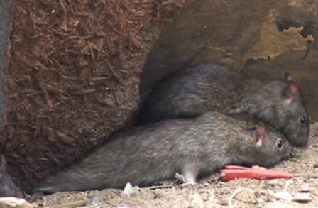 Chuột cống sống chung với người ở S&agrave;i G&ograve;n 4