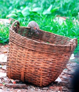 Chuột cống sống chung với người ở S&agrave;i G&ograve;n 9