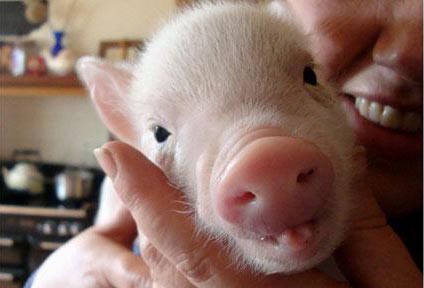 Em Lợn Siêu Cute Thành Xì Ta Trên Facebook
