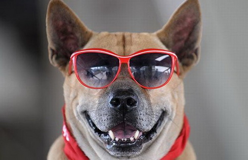 Nếu bạn là người yêu thú nuôi chắc chắn không thể bỏ qua ảnh chó đang đeo kính. Đây là một bức ảnh đáng yêu và hài hước với sự xuất hiện của chú chó ngộ nghĩnh này.