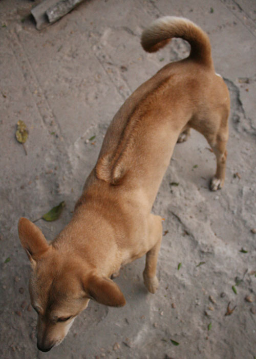 Loài chó Phú Quốc: Hình ảnh đáng yêu của những chú chó Phú Quốc sẵn sàng chào đón bạn đến với hòn đảo xinh đẹp này. Loài chó xinh xắn và thân thiện này sẽ khiến bạn say mê chỉ trong nháy mắt. Hãy xem hình ảnh và khám phá sự dễ thương của chúng nhé!