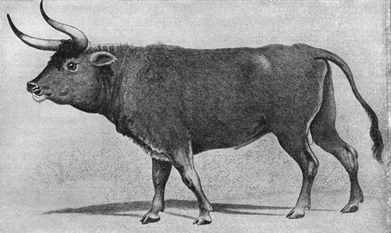 Aurochs.jpg