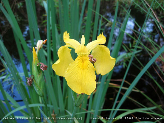 Аир желтый. Ирис Касатик желтый. Ирис аировидный (Водный) - Iris pseudacorus. Касатик (Ирис) аировидный (Iris pseudacorus. Дикий жёлтый Ирис Касатик.