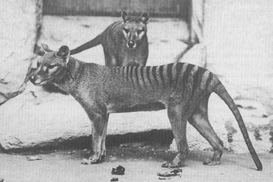 thylacines.jpg