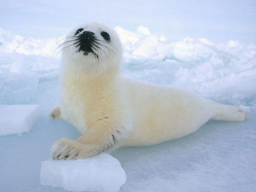 040910harpseal01.jpg