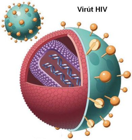 Mô hình virus HIV: Khám phá cấu trúc và vòng đời của virus HIV