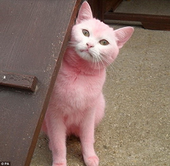 Chú mèo màu hồng mang lại cho người xem cảm giác ngọt ngào và hạnh phúc. Với những bức ảnh chú mèo này, bạn sẽ có một trải nghiệm thú vị và những cảm xúc đáng nhớ. Hãy cùng khám phá và yêu thương chú mèo màu hồng nhé!