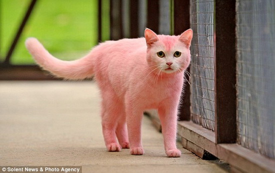 Chú mèo… màu hồng toàn tập
